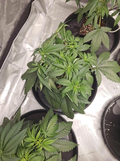 LEMON CHERRY GELATO 🍋🍒🍨. Week 3