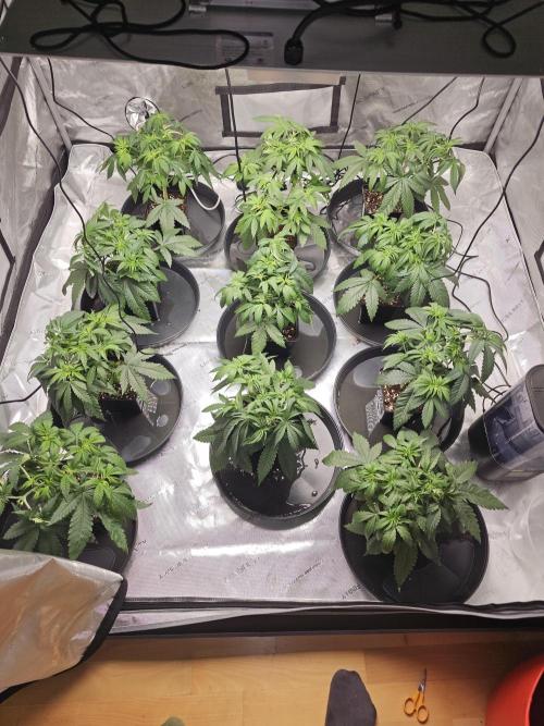LEMON CHERRY GELATO 🍋🍒🍨. Week 3