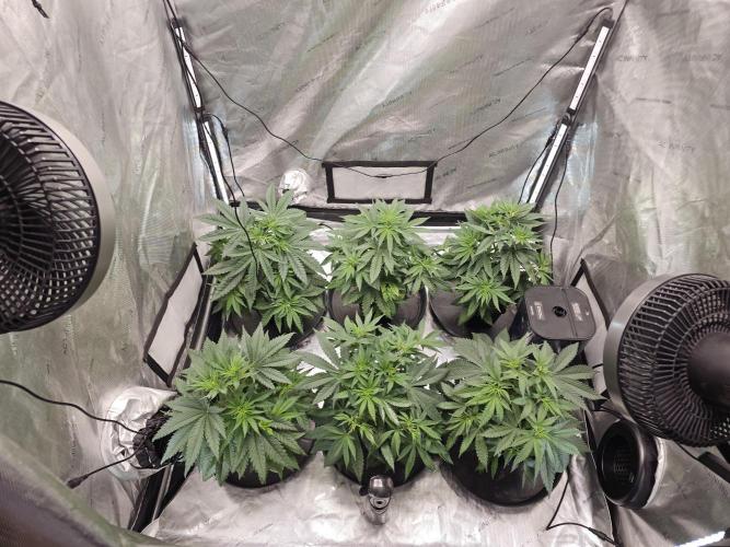 LEMON CHERRY GELATO 🍋🍒🍨. Week 3