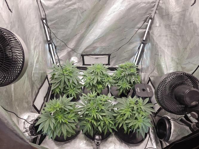 LEMON CHERRY GELATO 🍋🍒🍨. Week 3
