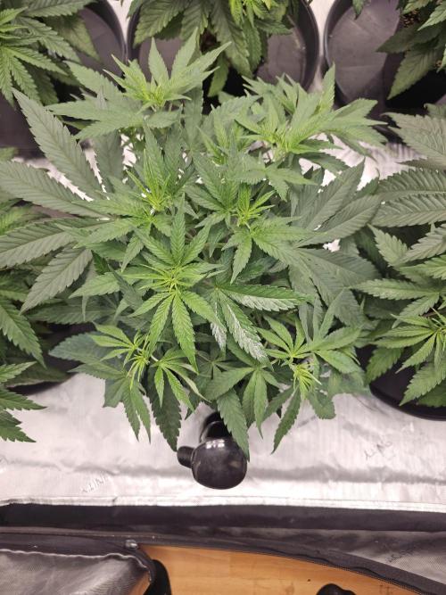 LEMON CHERRY GELATO 🍋🍒🍨. Week 3