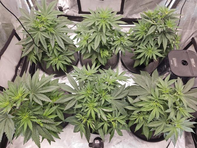 LEMON CHERRY GELATO 🍋🍒🍨. Week 4