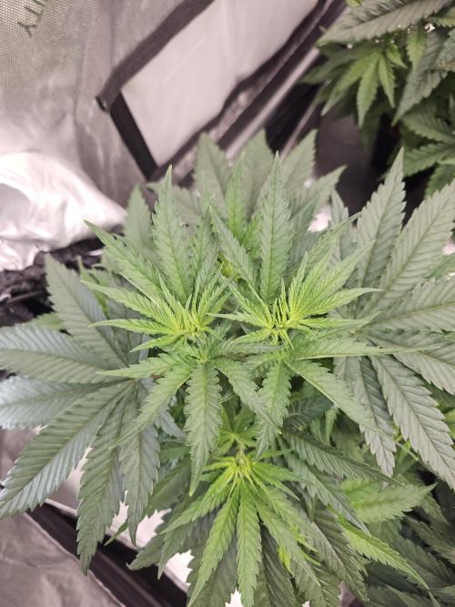 LEMON CHERRY GELATO 🍋🍒🍨. Week 4