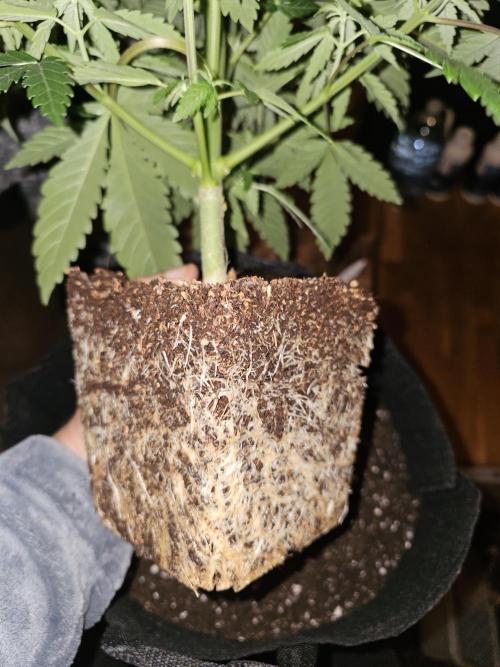 LEMON CHERRY GELATO 🍋🍒🍨. Week 4