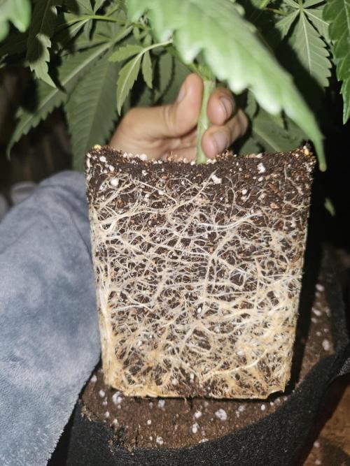 LEMON CHERRY GELATO 🍋🍒🍨. Week 4