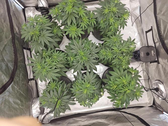 LEMON CHERRY GELATO 🍋🍒🍨. Week 4 - Before transplant...if only we could hear their thoughts 🤑