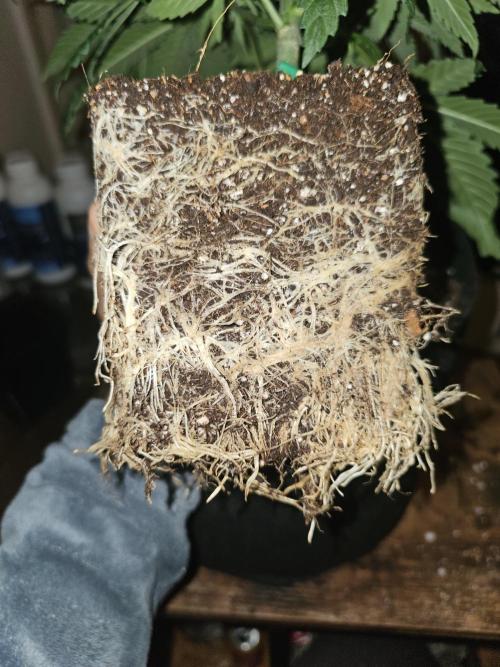 LEMON CHERRY GELATO 🍋🍒🍨. Week 4 - Roots lookin noice n toooit! 😅