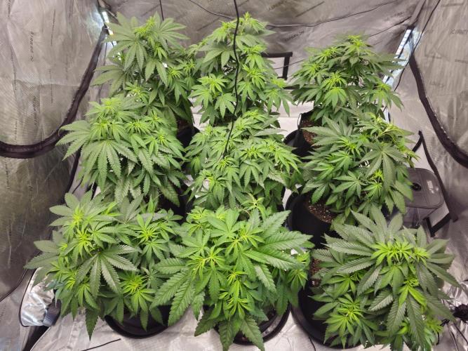 LEMON CHERRY GELATO 🍋🍒🍨. Week 4 - After transplant, ladies look happy 😁