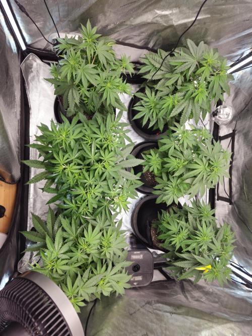 LEMON CHERRY GELATO 🍋🍒🍨. Week 4