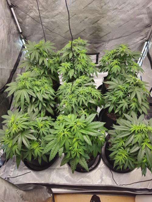 LEMON CHERRY GELATO 🍋🍒🍨. Week 5 - Before supercropping