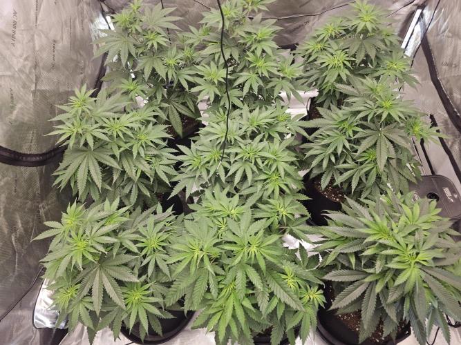 LEMON CHERRY GELATO 🍋🍒🍨. Week 5