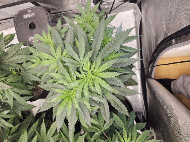 LEMON CHERRY GELATO 🍋🍒🍨. Week 5 - Colour is gorgeous on this lady 🤑