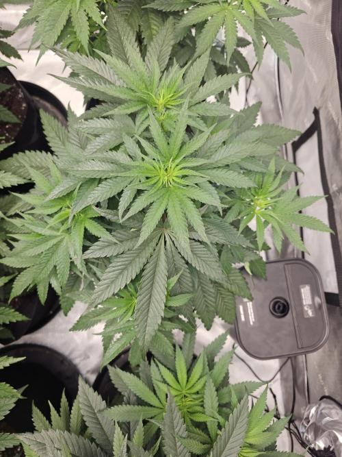 LEMON CHERRY GELATO 🍋🍒🍨. Week 5 - Flawless 