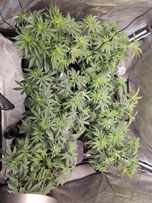 LEMON CHERRY GELATO 🍋🍒🍨. Week 5 - After supercropp