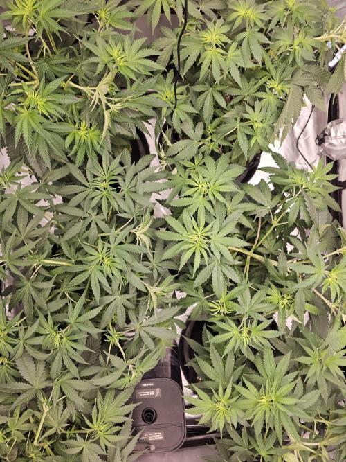 LEMON CHERRY GELATO 🍋🍒🍨. Week 5