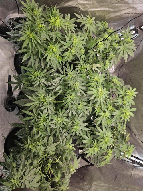 LEMON CHERRY GELATO 🍋🍒🍨. Week 5 - Less then 24hours later 🤩