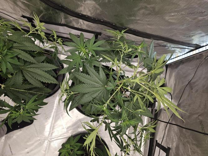 LEMON CHERRY GELATO 🍋🍒🍨. Week 5 - Lord a mercy 