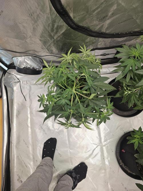 LEMON CHERRY GELATO 🍋🍒🍨. Week 5 - Shaped to be a star ⚡️🌟❄️