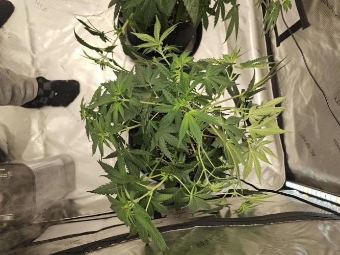 LEMON CHERRY GELATO 🍋🍒🍨. Week 5