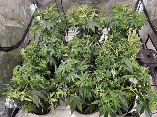 LEMON CHERRY GELATO 🍋🍒🍨. Week 5 - Dont tell em! Shhhh 😶‍🌫️🤭