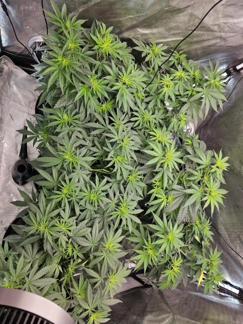LEMON CHERRY GELATO 🍋🍒🍨. Week 5 - Less then 24 hours n they want daddy to put in round 2 😅