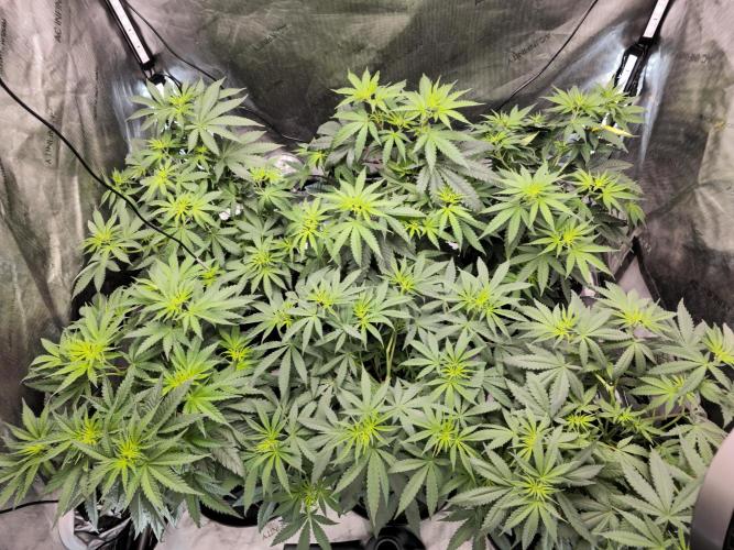 LEMON CHERRY GELATO 🍋🍒🍨. Week 5 - 4x4