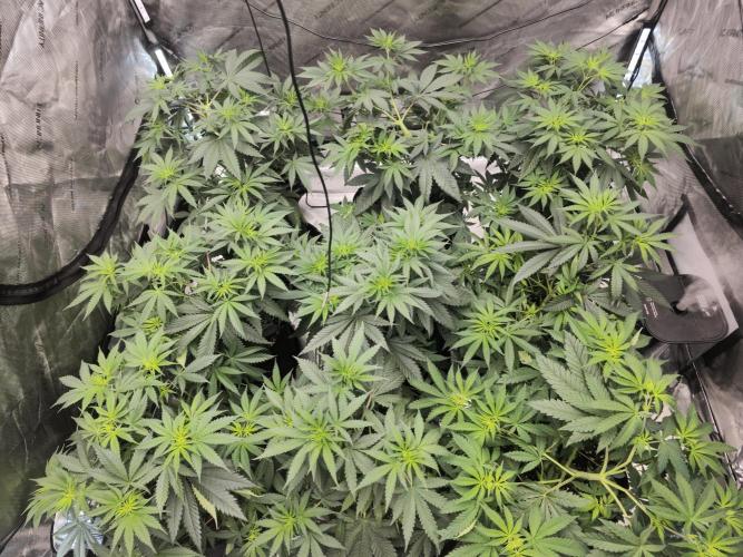 LEMON CHERRY GELATO 🍋🍒🍨. Week 5 - 5x5