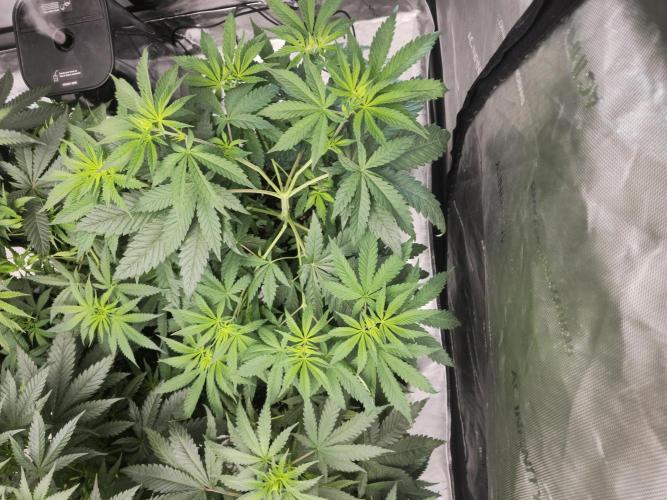 LEMON CHERRY GELATO 🍋🍒🍨. Week 5 - 🌟
