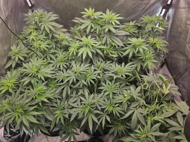 LEMON CHERRY GELATO 🍋🍒🍨. Week 5