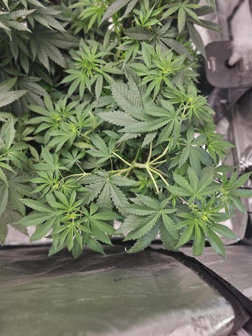 LEMON CHERRY GELATO 🍋🍒🍨. Week 5