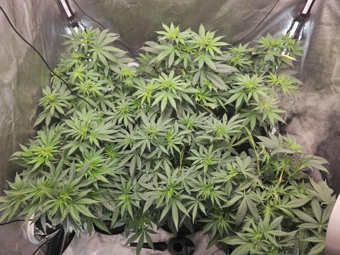 LEMON CHERRY GELATO 🍋🍒🍨. Week 5 - 🤑