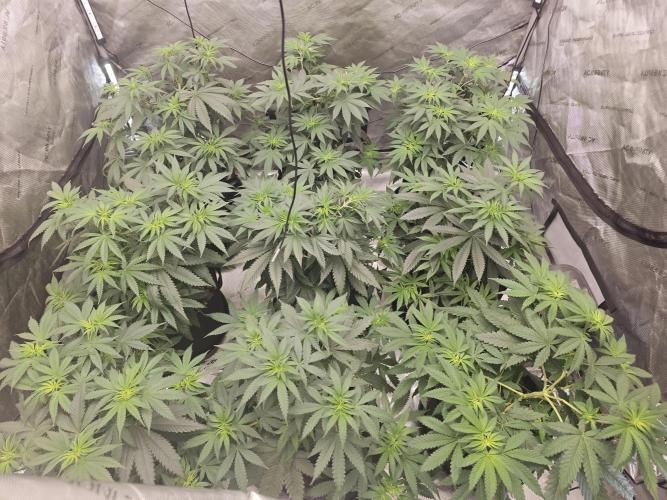 LEMON CHERRY GELATO 🍋🍒🍨. Week 6