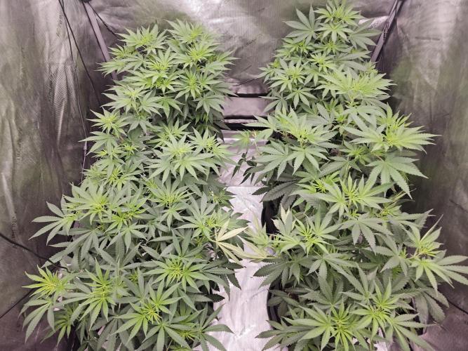 LEMON CHERRY GELATO 🍋🍒🍨. Week 6