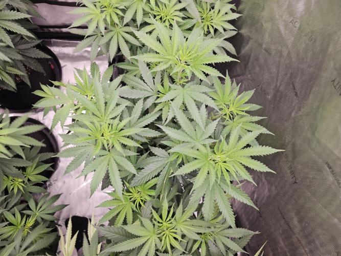 LEMON CHERRY GELATO 🍋🍒🍨. Week 6