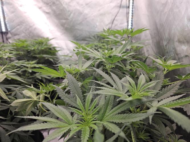 LEMON CHERRY GELATO 🍋🍒🍨. Week 6