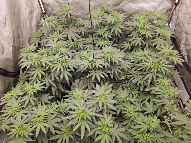 LEMON CHERRY GELATO 🍋🍒🍨. Week 6