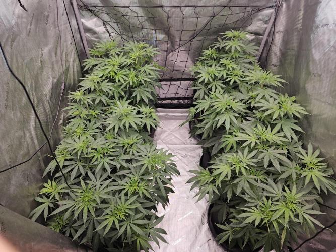 LEMON CHERRY GELATO 🍋🍒🍨. Week 6