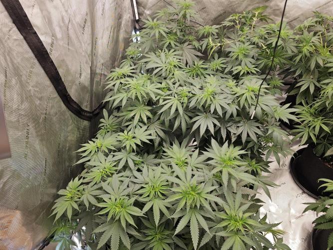 LEMON CHERRY GELATO 🍋🍒🍨. Week 6