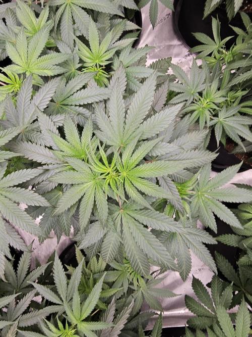 LEMON CHERRY GELATO 🍋🍒🍨. Week 6