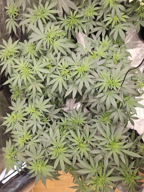LEMON CHERRY GELATO 🍋🍒🍨. Week 6