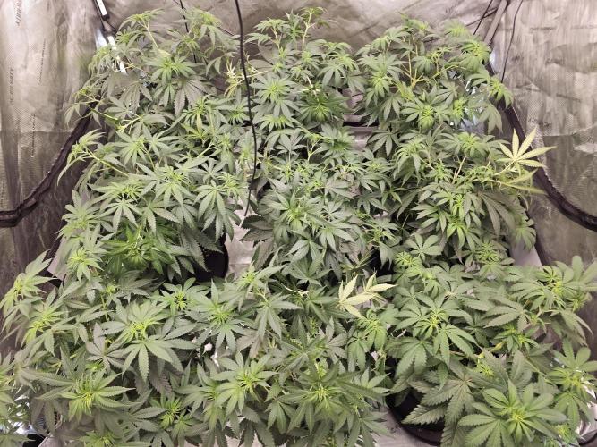 LEMON CHERRY GELATO 🍋🍒🍨. Week 6