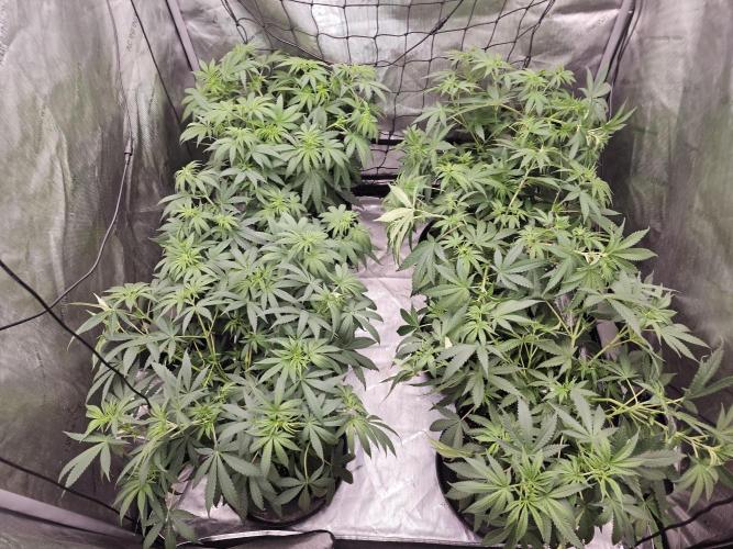LEMON CHERRY GELATO 🍋🍒🍨. Week 6