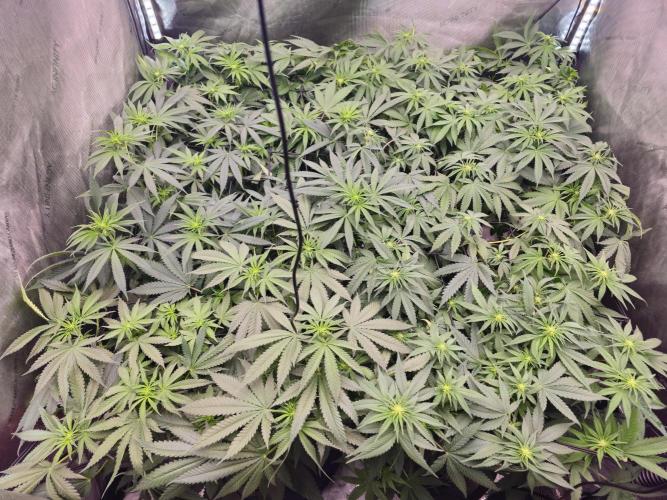 LEMON CHERRY GELATO 🍋🍒🍨. Week 7