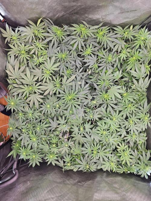 LEMON CHERRY GELATO 🍋🍒🍨. Week 7