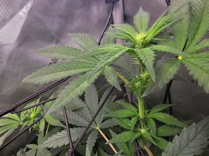 LEMON CHERRY GELATO 🍋🍒🍨. Week 7