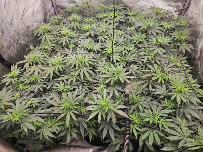 LEMON CHERRY GELATO 🍋🍒🍨. Week 7