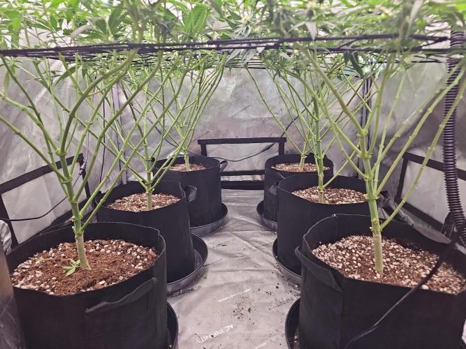 LEMON CHERRY GELATO 🍋🍒🍨. Week 8