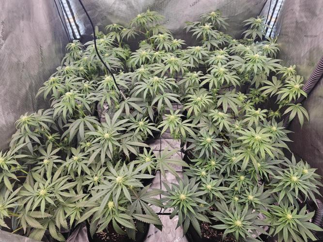 LEMON CHERRY GELATO 🍋🍒🍨. Week 8