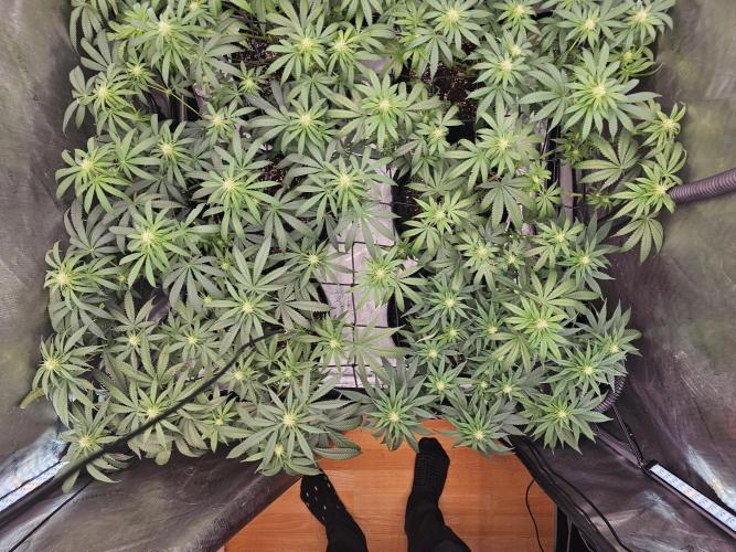 LEMON CHERRY GELATO 🍋🍒🍨. Week 8