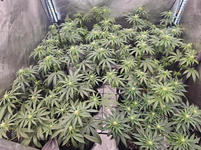 LEMON CHERRY GELATO 🍋🍒🍨. Week 8